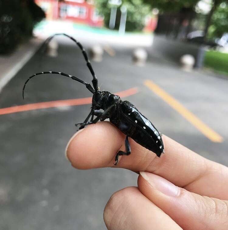 Image of Citrus long-horned beetle