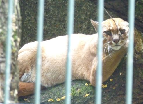 Image of Asian Golden Cat