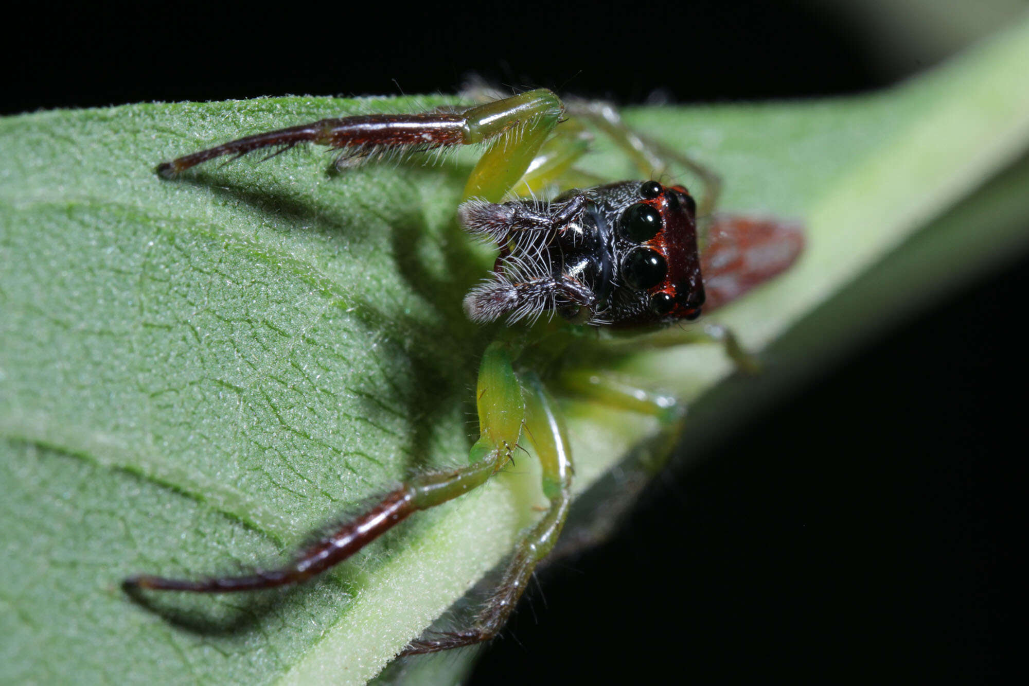 Artabrus erythrocephalus (C. L. Koch 1846) resmi