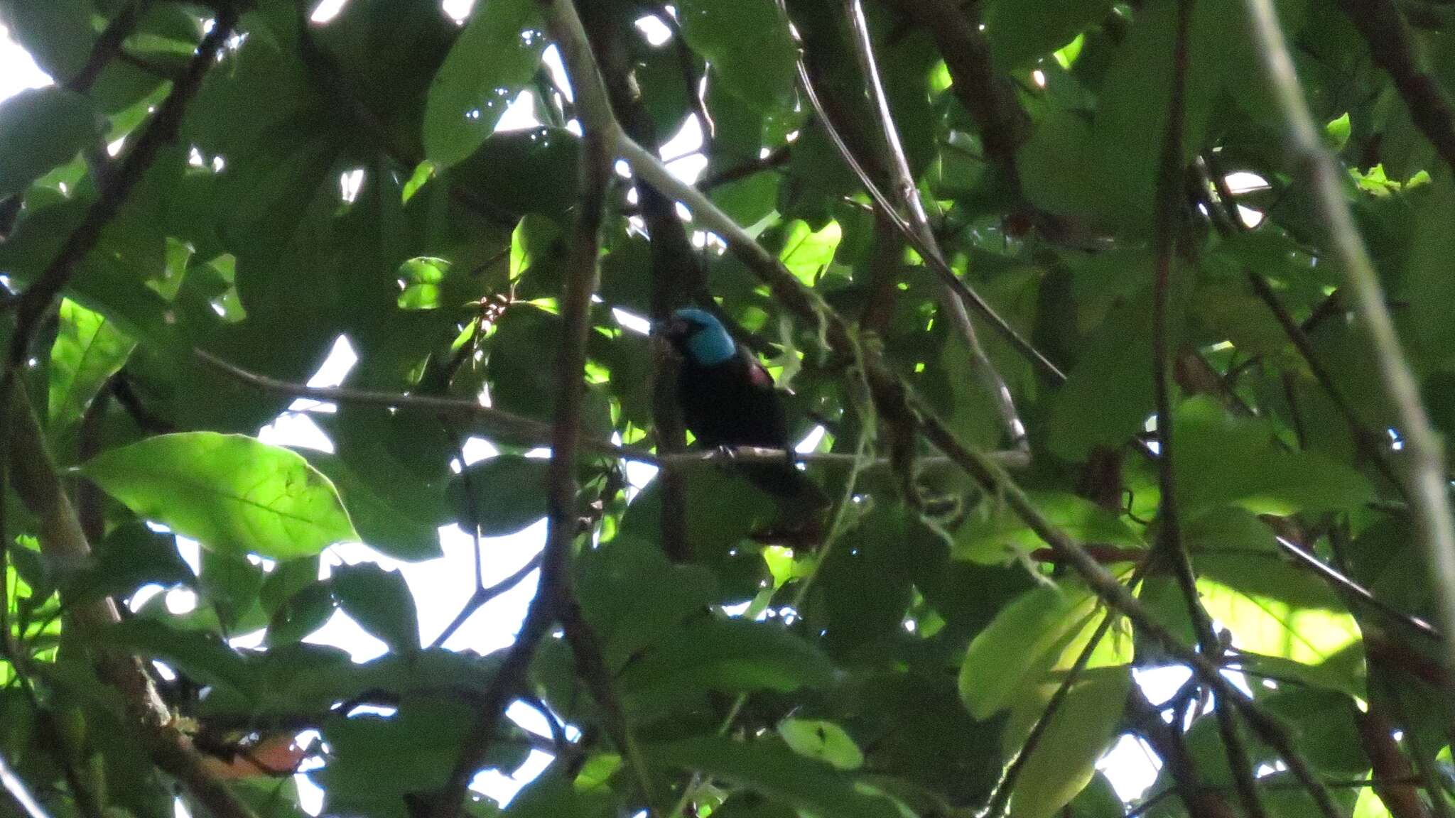 Image of Scarlet-thighed Dacnis