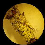 Image of Ahtiana aurescens (Tuck.) Randlane & A. Thell