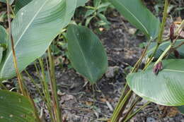 Plancia ëd Calathea erythrolepis L. B. Sm. & Idrobo