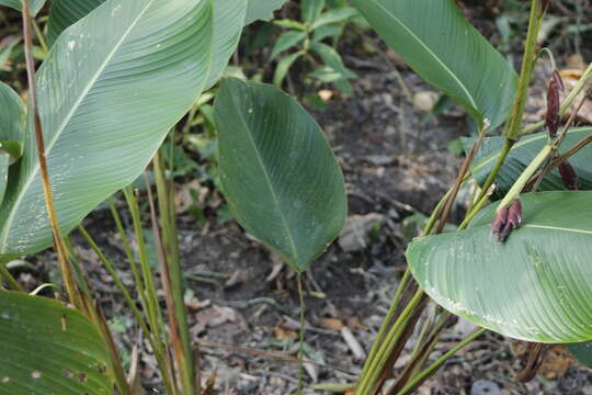 Image of Calathea erythrolepis L. B. Sm. & Idrobo