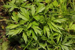 Imagem de Sambucus nigra L.