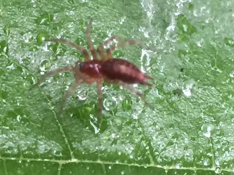 Imagem de Allagelena opulenta (L. Koch 1878)