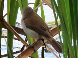 Imagem de Acrocephalus gracilirostris gracilirostris (Hartlaub 1864)