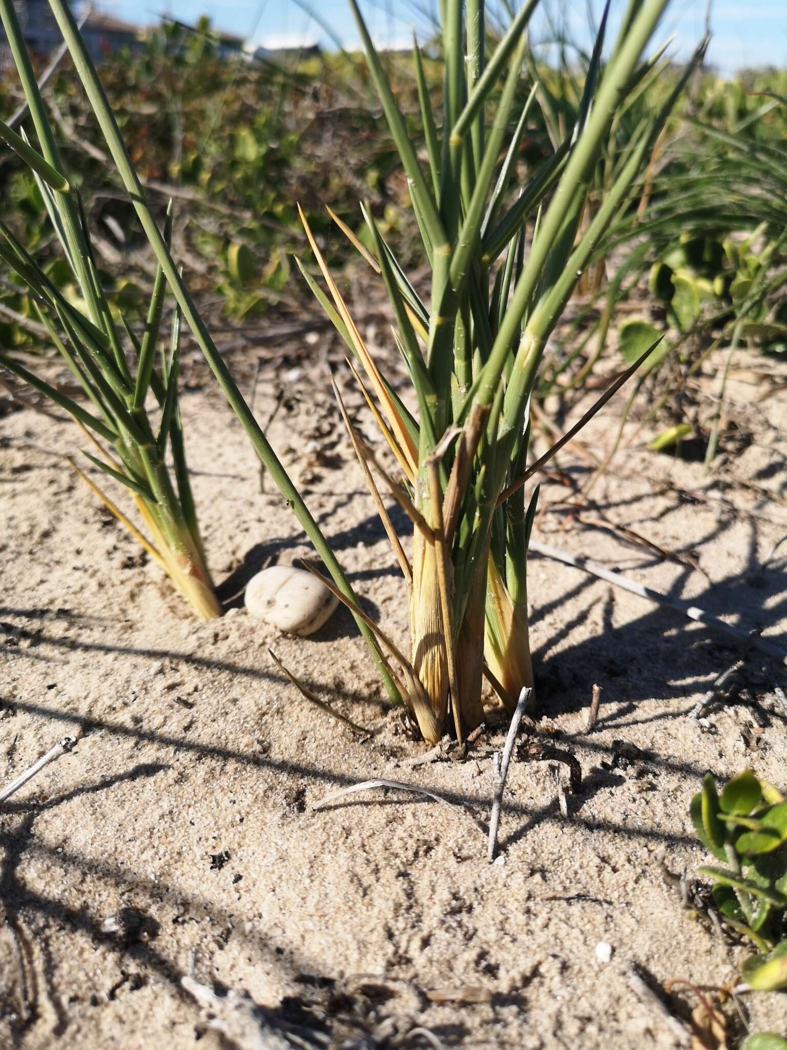 Image of bristly lovegrass