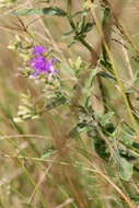 Image of Smooth vernonia