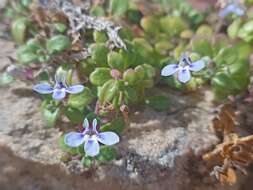 Image de Lobelia boivinii Sond.