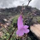 Image of Jacaranda irwinii A. H. Gentry