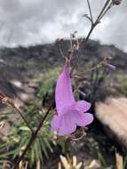 Image of Jacaranda irwinii A. H. Gentry