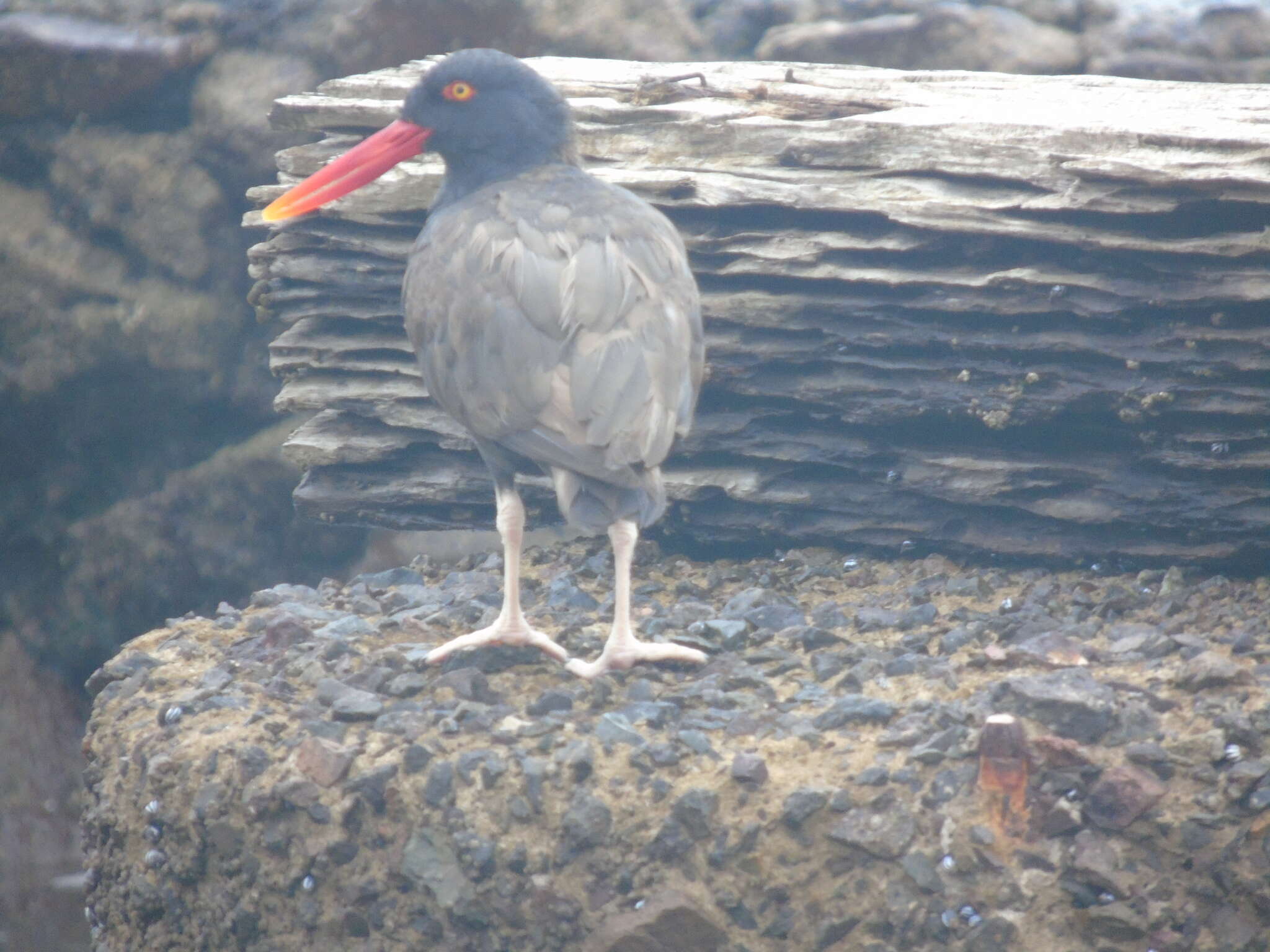 Image of Blackish Oystercatcher