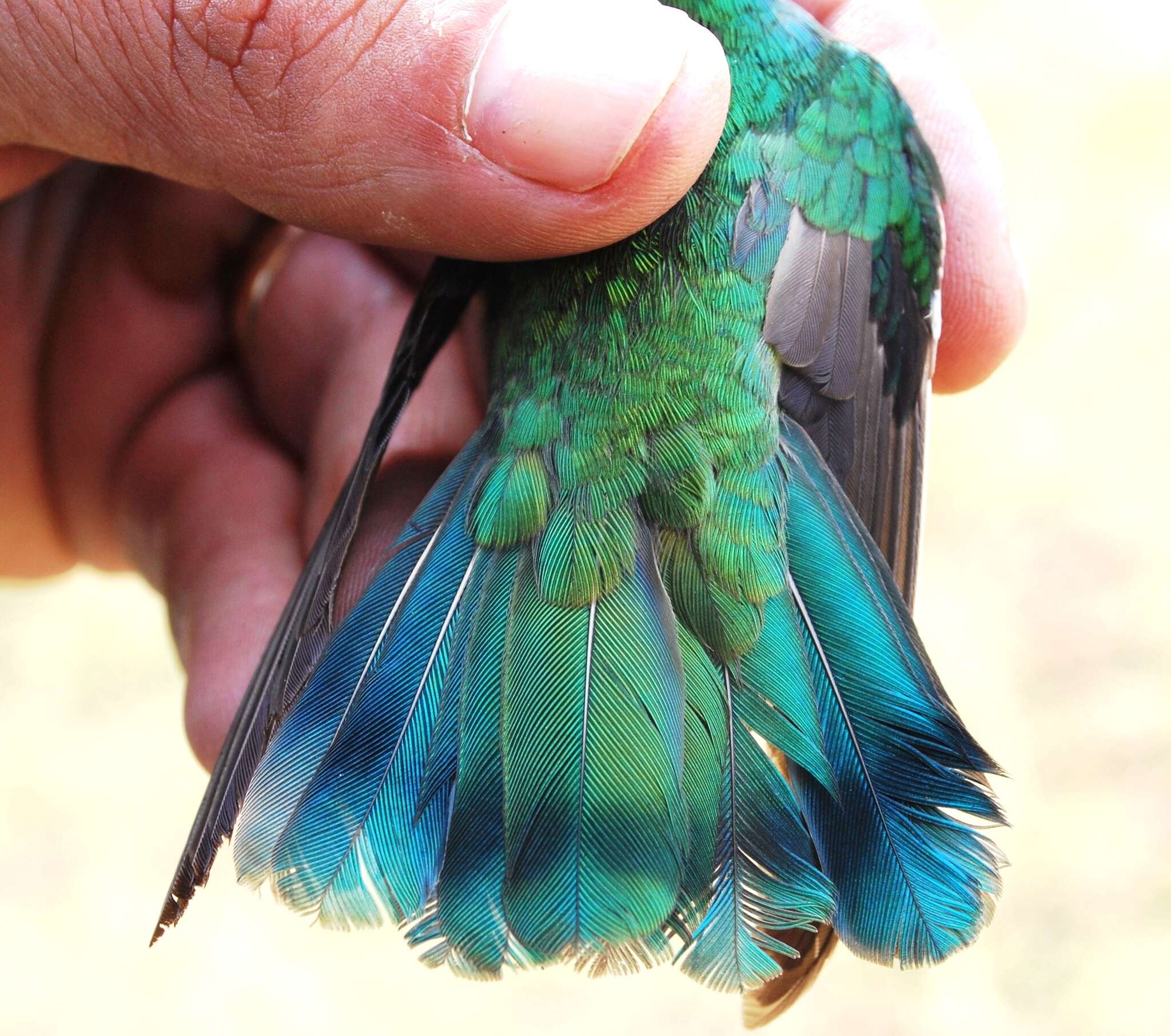 Image of Green Violet-ear