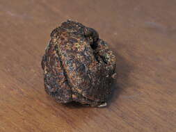 Image of eurabbie