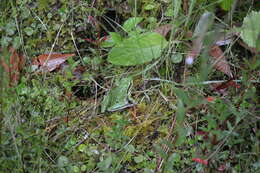 Image de Dryophytes plicatus (Brocchi 1877)