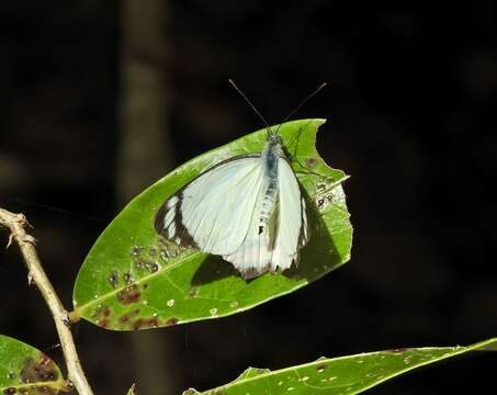 Image of Delias mysis (Fabricius 1775)