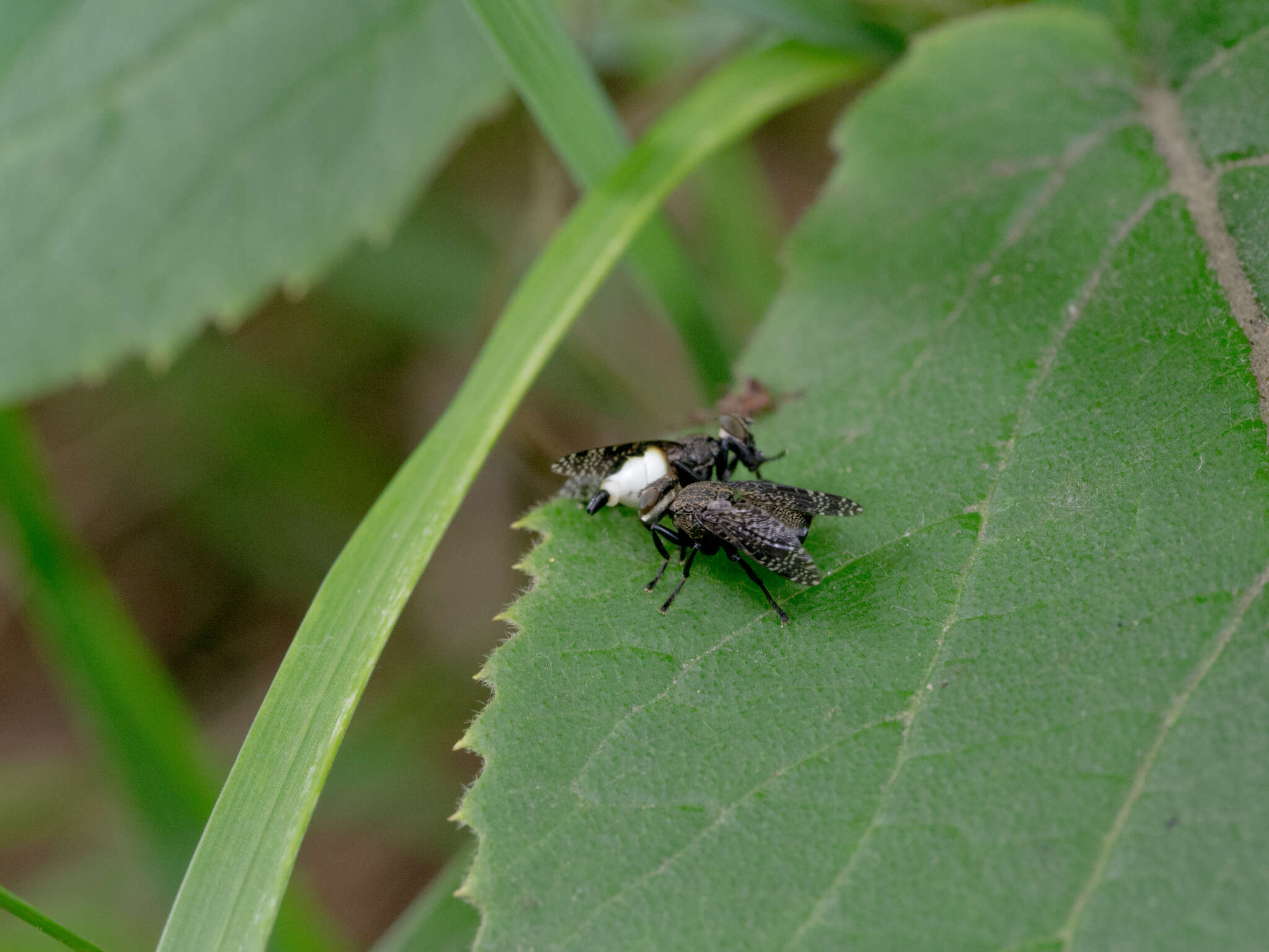 Слика од Platystoma seminationis (Fabricius 1775)