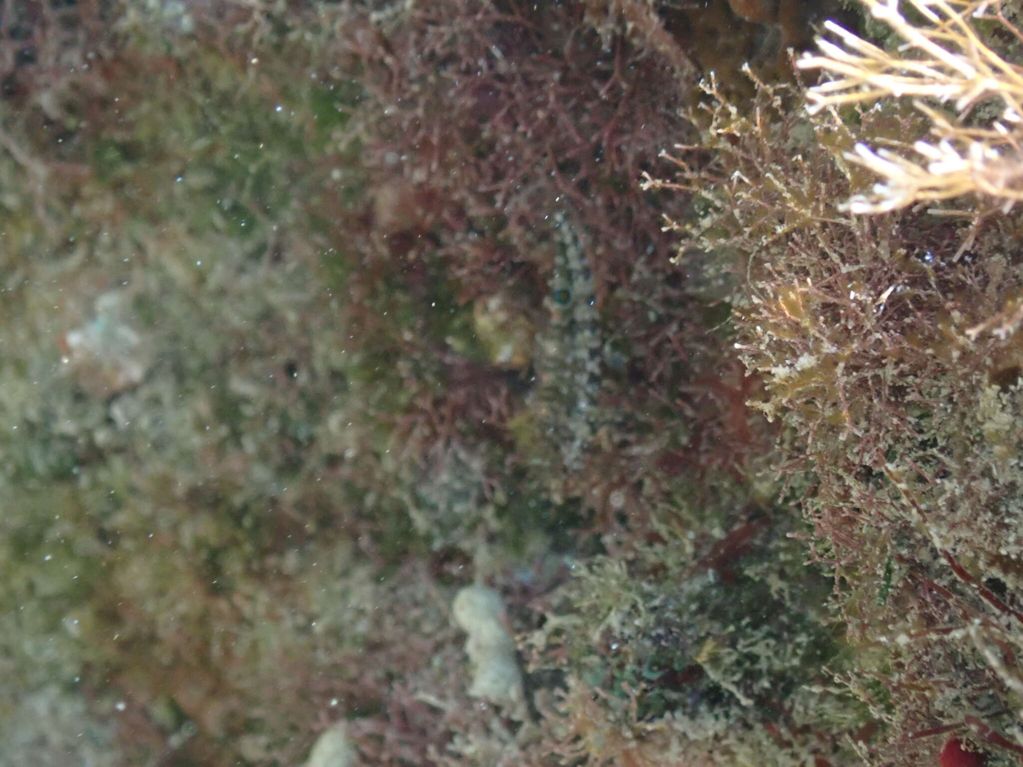 Image of Imitator Blenny