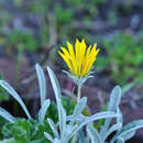 Image of Gazania rigens var. leucolaena (DC.) Rössl.