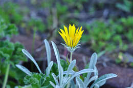 Image of Gazania rigens var. leucolaena (DC.) Rössl.