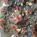 Image of <i>Pseudocyphellaria crassa</i>