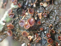 Image de <i>Pseudocyphellaria crassa</i>