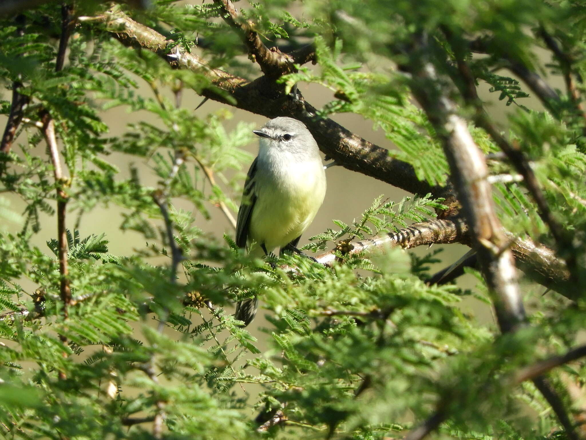 Image of Straneck's Tyrannulet