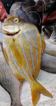 Image of Panama porkfish