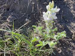 Lupinus malacophyllus Greene resmi