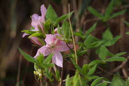 Plancia ëd Rhododendron macrosepalum Maxim.