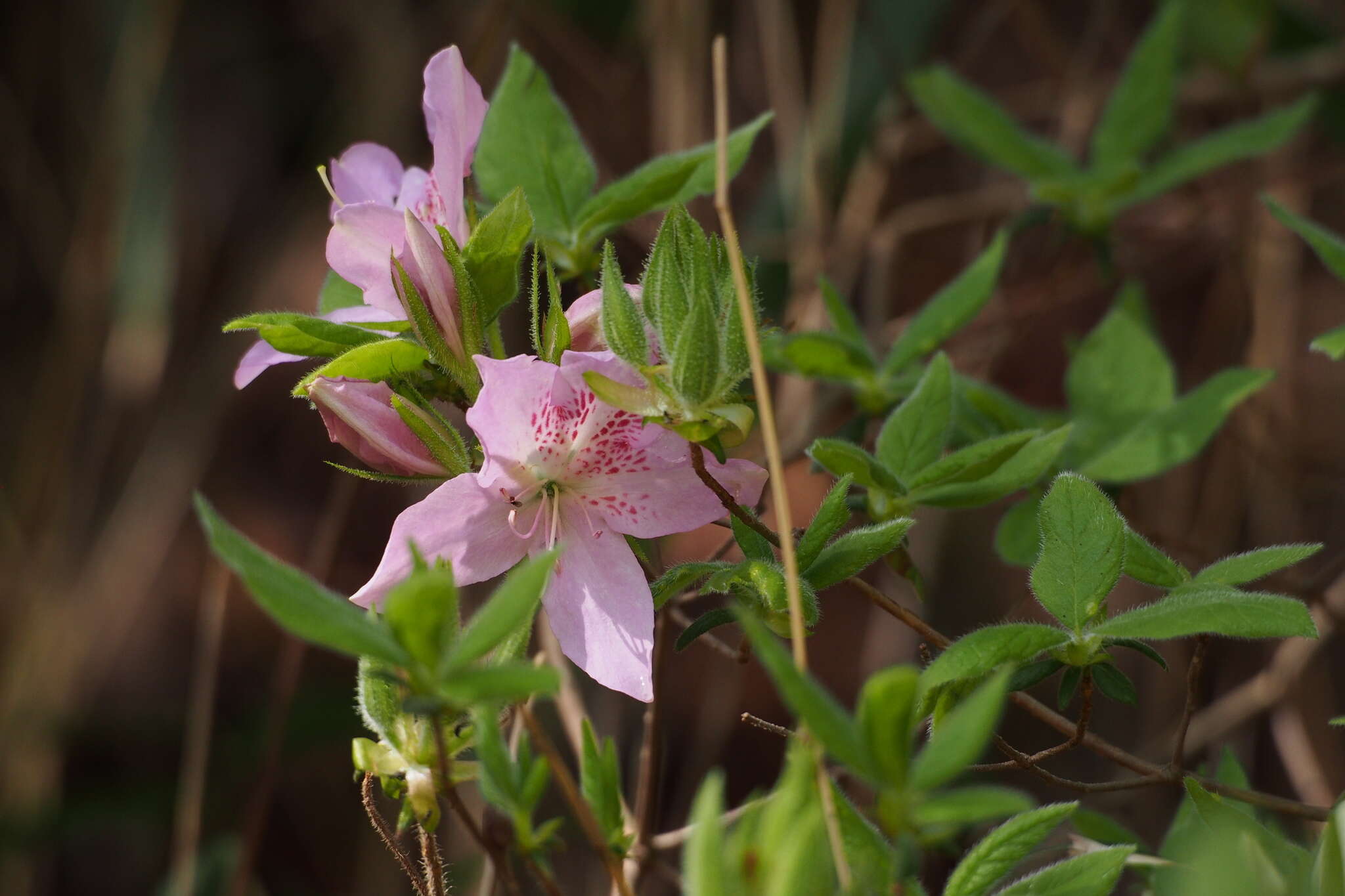 Imagem de Rhododendron macrosepalum Maxim.