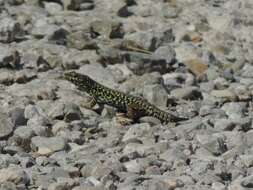 Image of Podarcis muralis nigriventris Bonaparte 1838