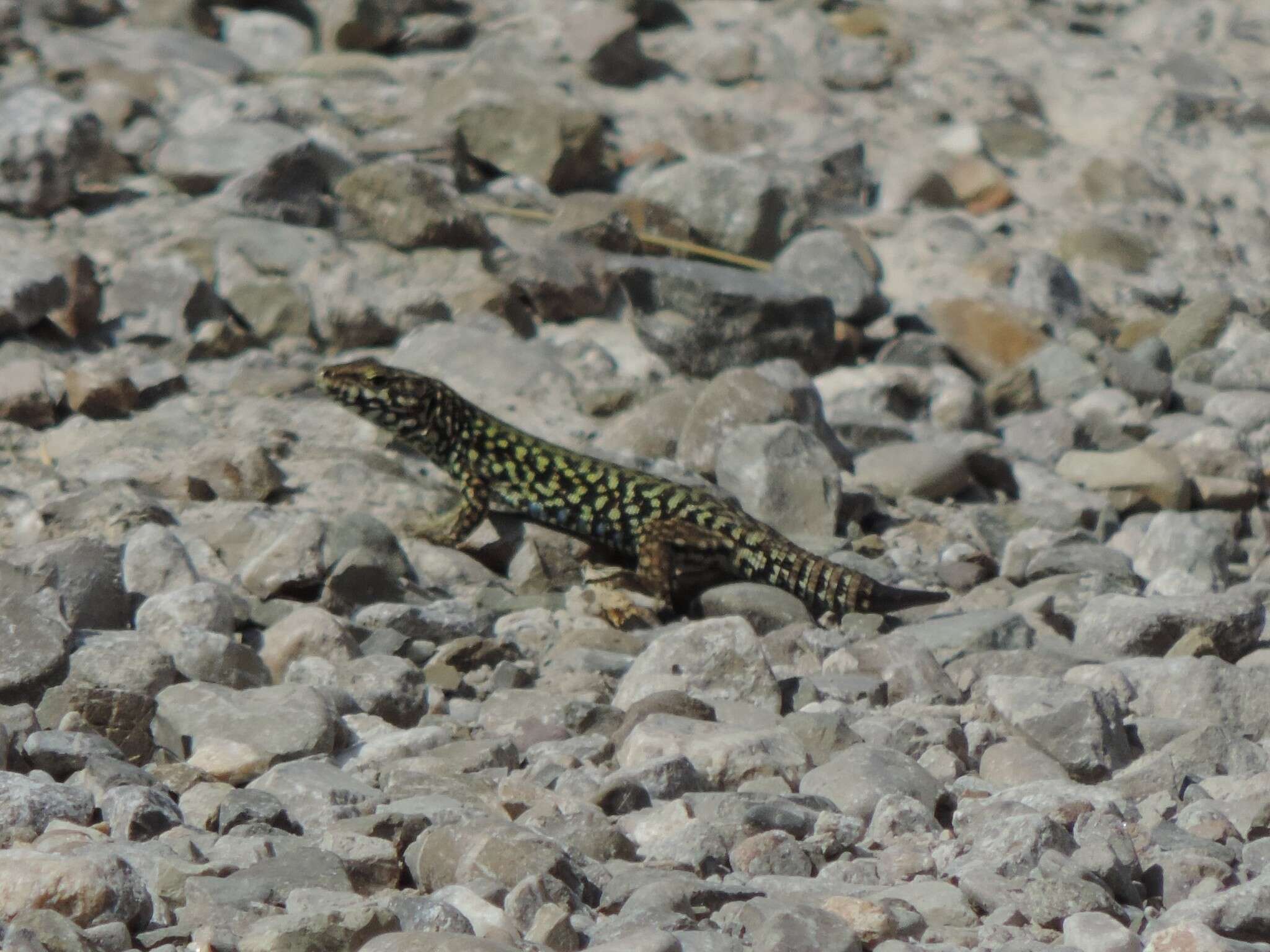 Image of Podarcis muralis nigriventris Bonaparte 1838