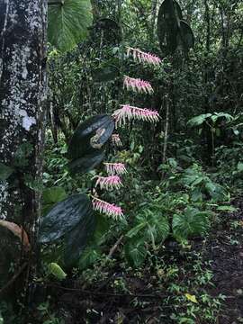 Imagem de Cavendishia grandifolia Herold