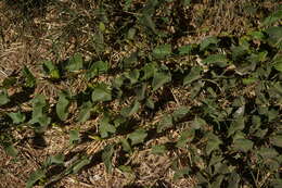 Image of island false bindweed