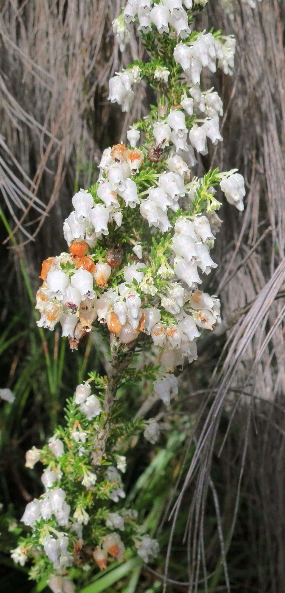 Image of Erica glomiflora var. glomiflora