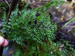 Image of Hymenophyllum sanguinolentum (G. Forst.) Sw.