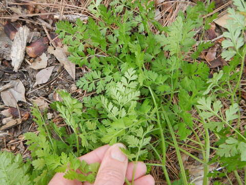 Image of hairyfruit chervil