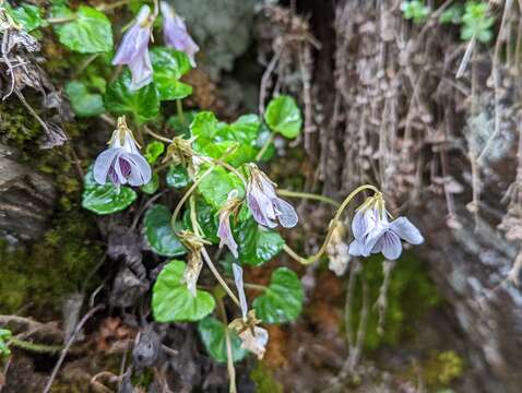 Image de Viola senzanensis Hayata