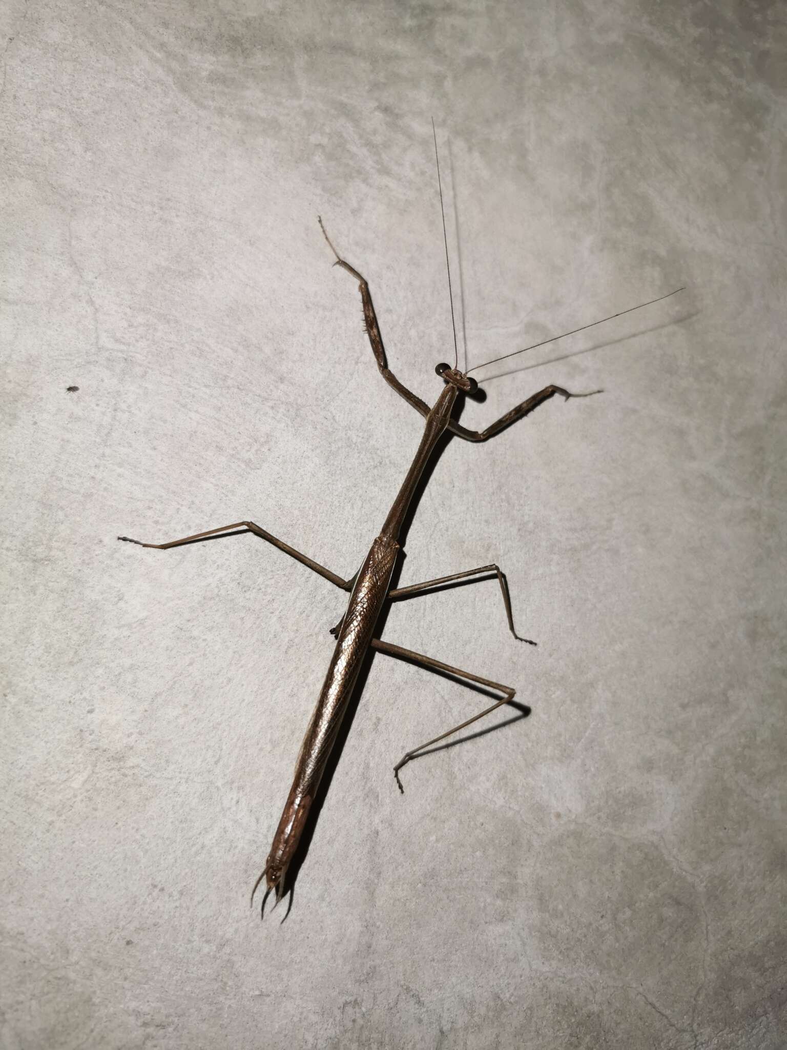 Image of Phasmomantis sumichrasti Saussure 1861