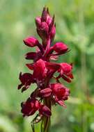 Image of Satyrium rhodanthum Schltr.