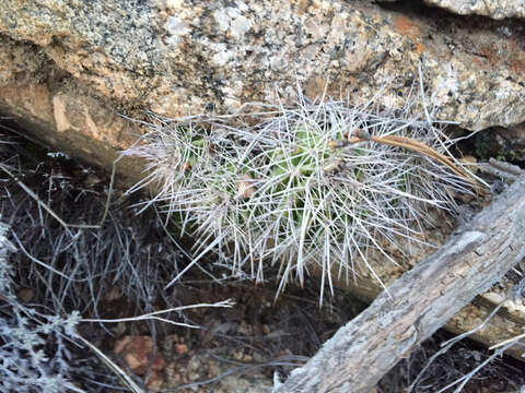 Image of <i>Echinocereus bakeri</i>