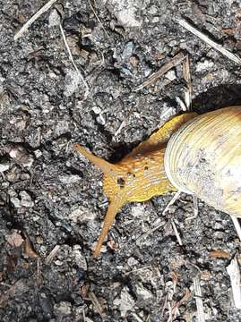 Image of Bocourtia aequatoria (L. Pfeiffer 1853)