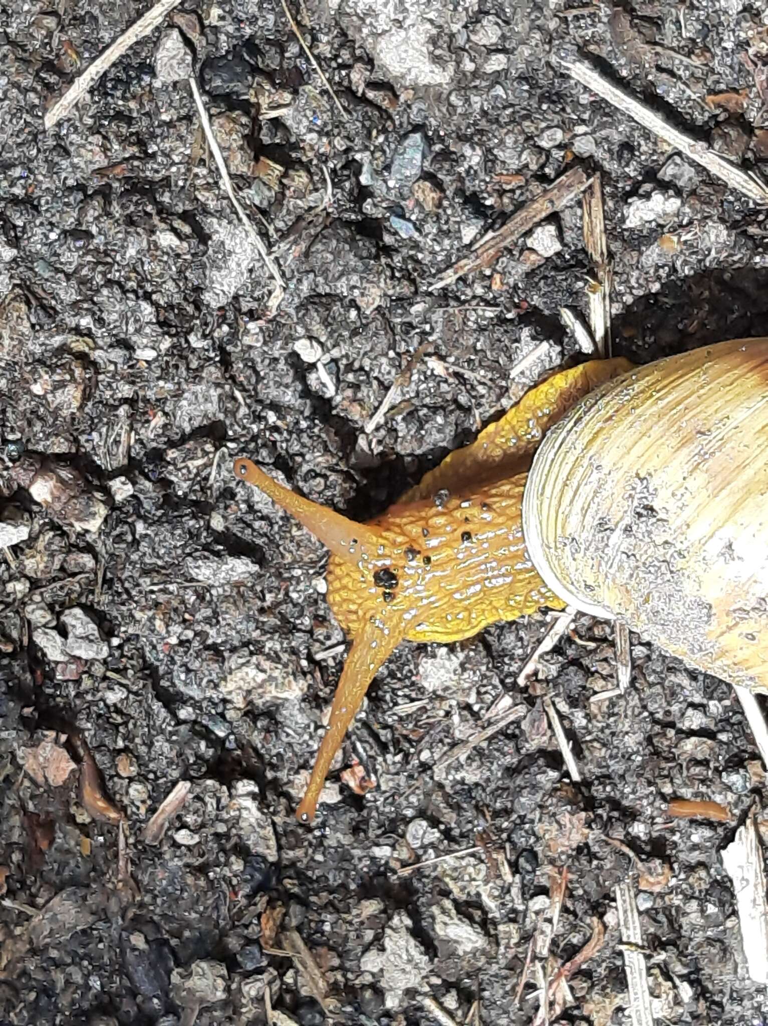 Image of Bocourtia aequatoria (L. Pfeiffer 1853)