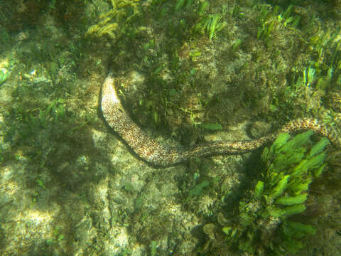 Image of Jewel moray