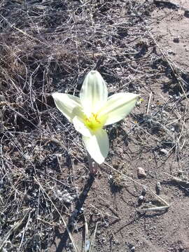 Imagem de Zephyranthes concolor (Lindl.) Benth. & Hook. fil.