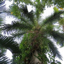 Image of Florida or Cuban Royal Palm