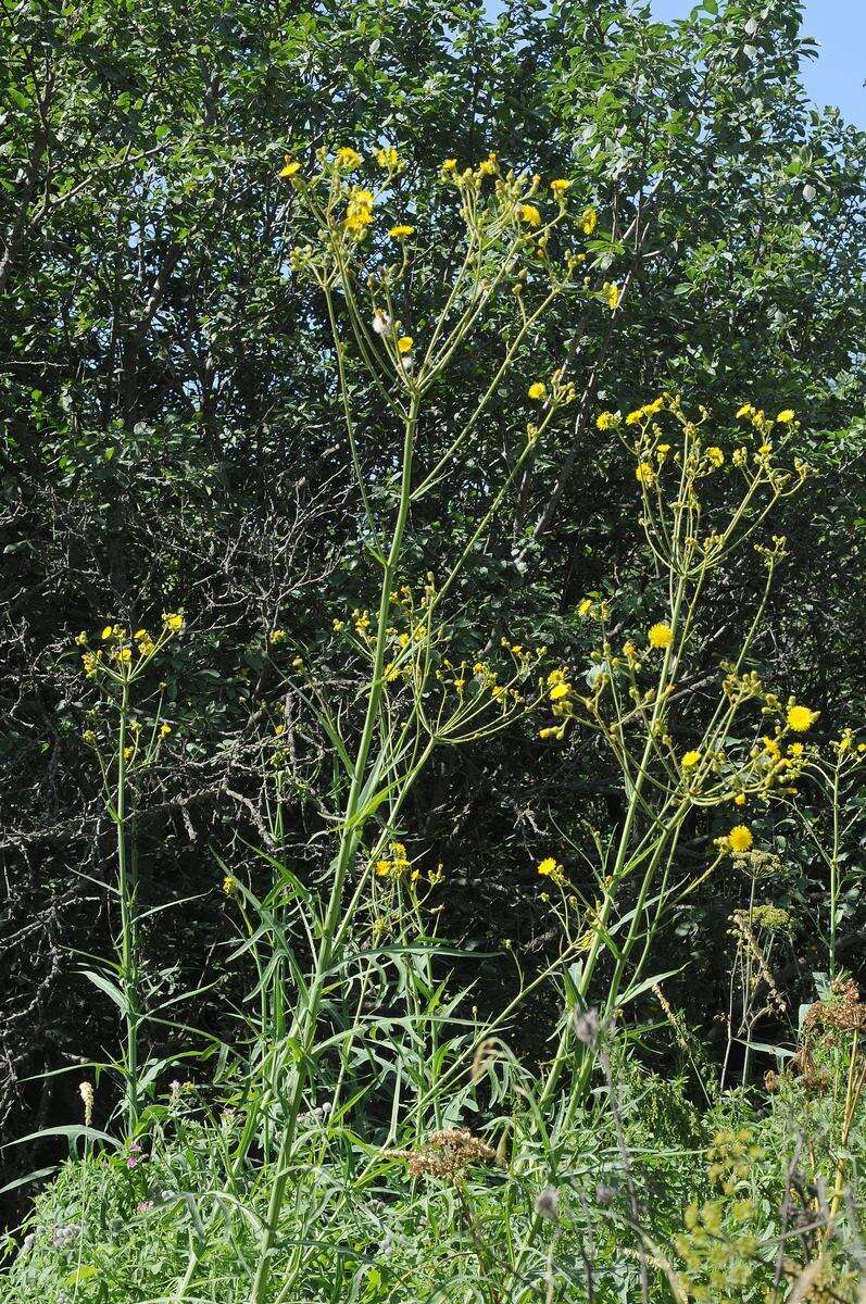 Image of marsh sow-thistle