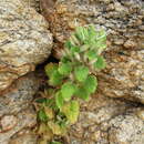 Image of Camptoloma rotundifolia Benth.