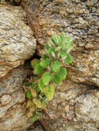 Imagem de Camptoloma rotundifolia Benth.